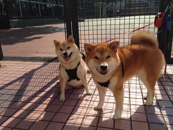 从绿茵场到篮球馆,摩洛哥踏平爱尔兰的启示与西决生死战的终极对决